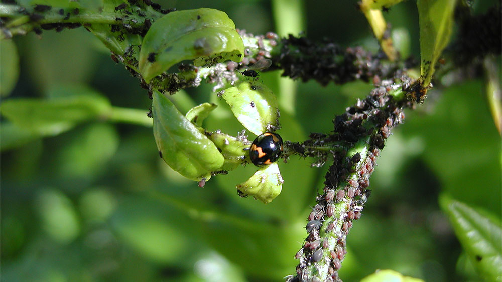 Phòng trừ rệp muội trên cây cà phê